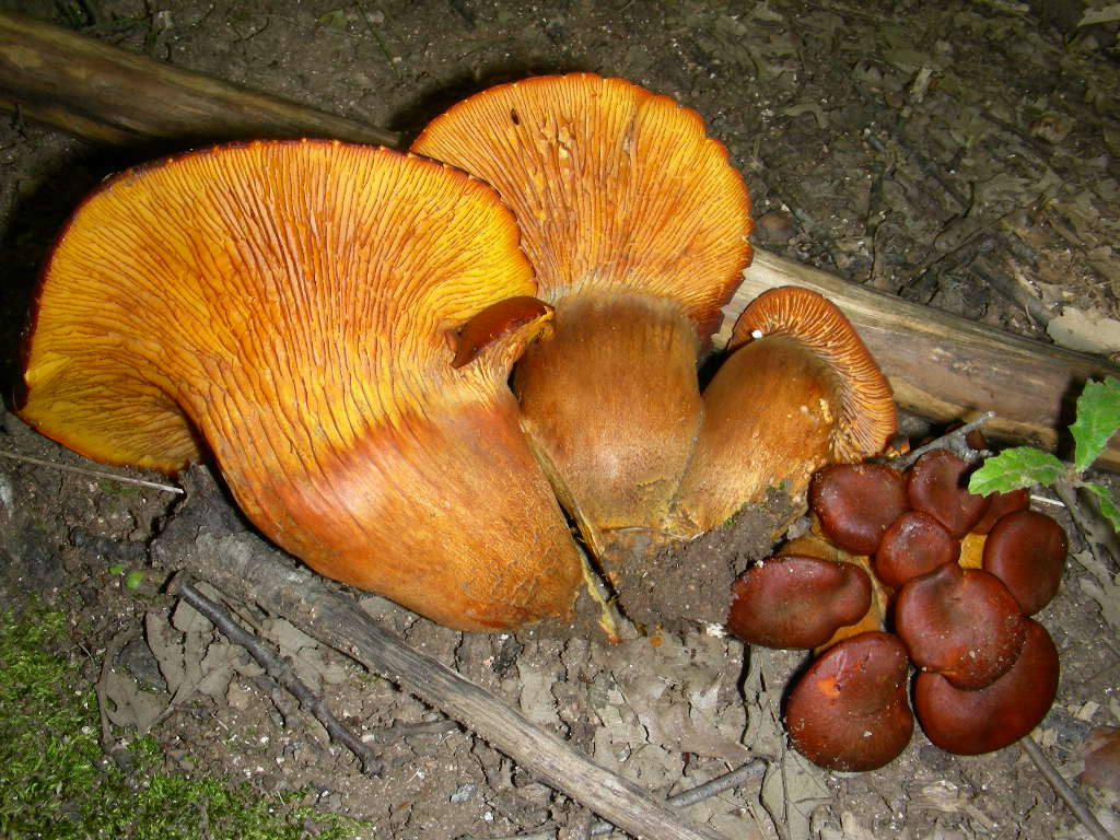 fungo Euganei 14